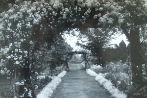 【小平キャンパス】中庭のバラのアーチ（写真提供：史料室）