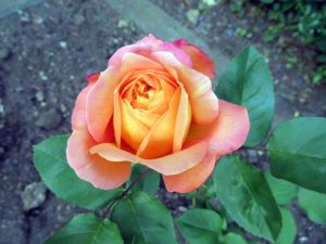 アンネのバラ＜Keisen Wild Rose Garden～野バラの庭＞2017年　多摩キャンパス