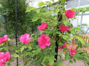 キネンシス・スポンタネア＜Keisen Wild Rose Garden～野バラの庭＞2017年　多摩キャンパス