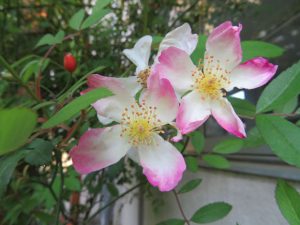 サクライバラ＜Keisen Wild Rose Garden〜野バラの庭＞2017年