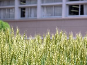 ［世田谷キャンパス］園芸の授業の成果。すくすく伸びた緑の麦の穂
