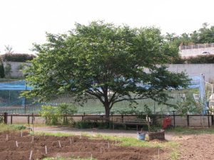 ［多摩キャンパス］実習農園で学生たちを見守る木（2009年5月）