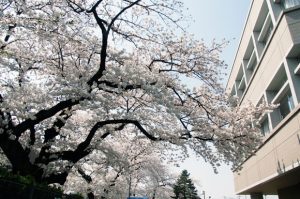 ［世田谷キャンパス］桜（2009年4月）