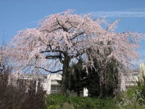 ［伊勢原キャンパス（旧）］しだれ桜（写真提供：山口京子さん　短園35）