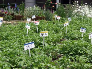 ［世田谷キャンパス］園芸実習の畑。クラス毎に区分けされている（2009年5月）