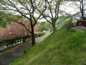 ［多摩キャンパス］八重桜