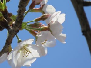 【世田谷キャンパス】校門の桜が咲き誇っています（2023年3月23日）